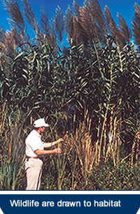 cane